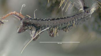 Media type: image;   Entomology 602108 Aspect: front tibia